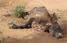 Livestock deaths in Gedo due to drought